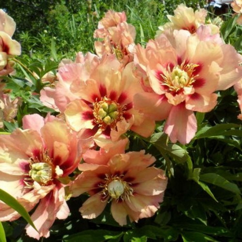 Paeonia intersectional 'Old Rose Dandy' - Itoh pojeng 'Old Rose Dandy' C7/7L